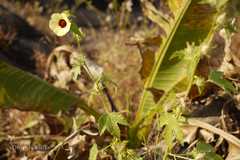 Hibiscus hispidissimus